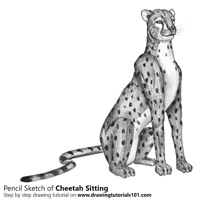 Cheetah Sitting Pencil Drawing How to Sketch Cheetah