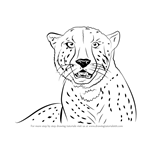 How to Draw a Cheetah's Face