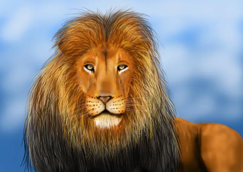 Lion sketch HD wallpapers | Pxfuel