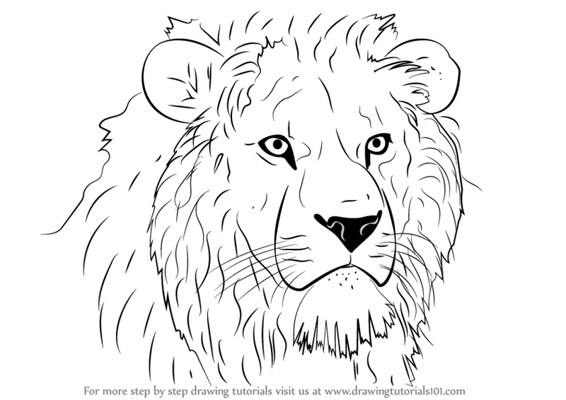 Learn How to Draw Lion Head (Big Cats) Step by Step : Drawing Tutorials