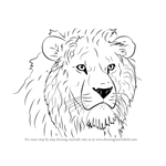 How to Draw Lion Head