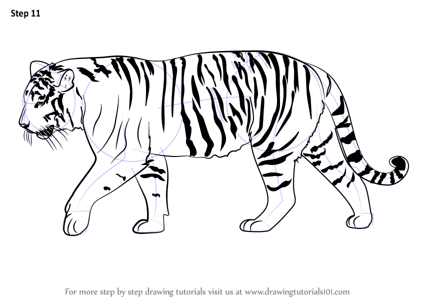 Learn How to Draw a Siberian Tiger (Big Cats) Step by Step : Drawing