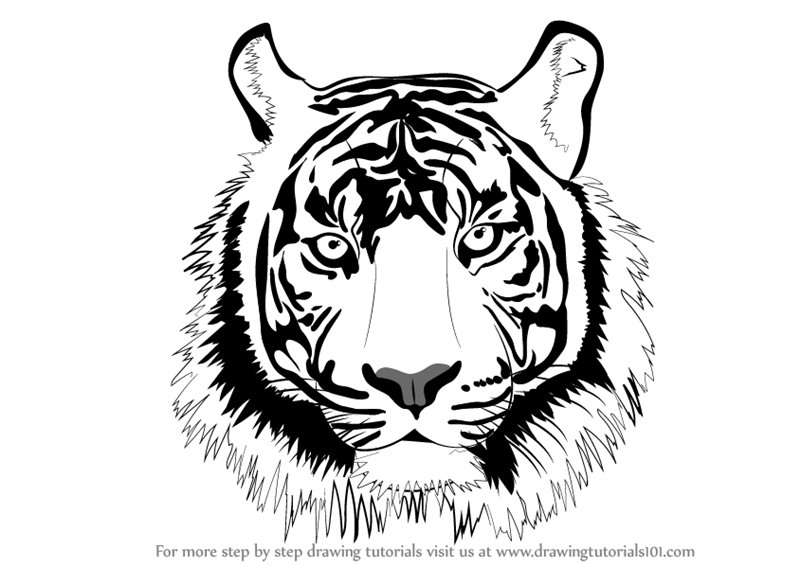 Buy Tiger sketch Handmade Painting by POOJA TANK. Code:ART_8204_60852 -  Paintings for Sale online in India.