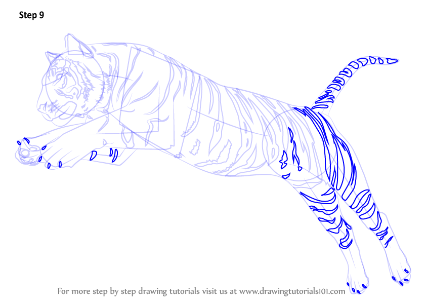 Learn How to Draw a Tiger Jumping (Big Cats) Step by Step : Drawing