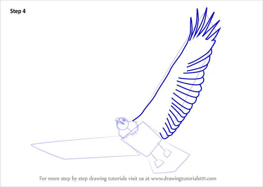 Learn How to Draw a Bald Eagle Flying (Bird of prey) Step by Step