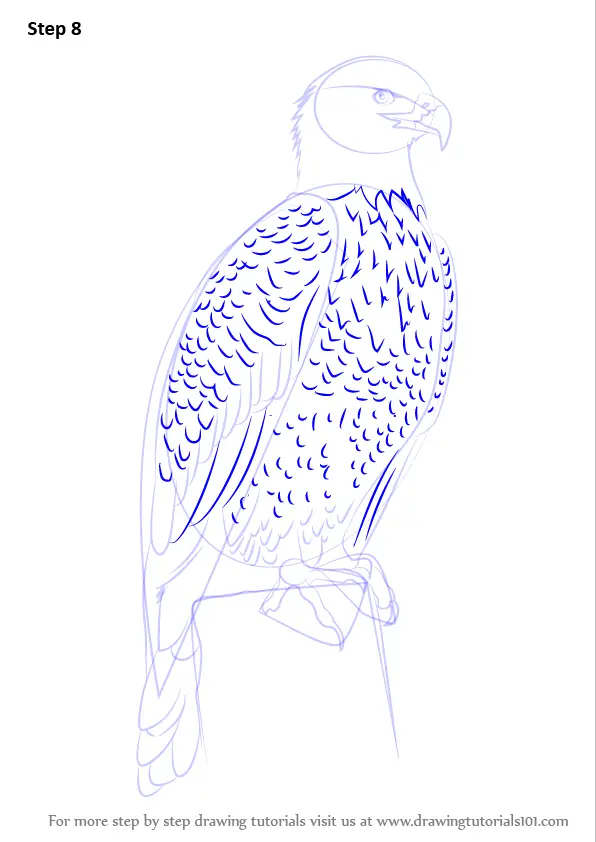 Learn How to Draw Bald Eagle Full Body (Bird of prey) Step by Step