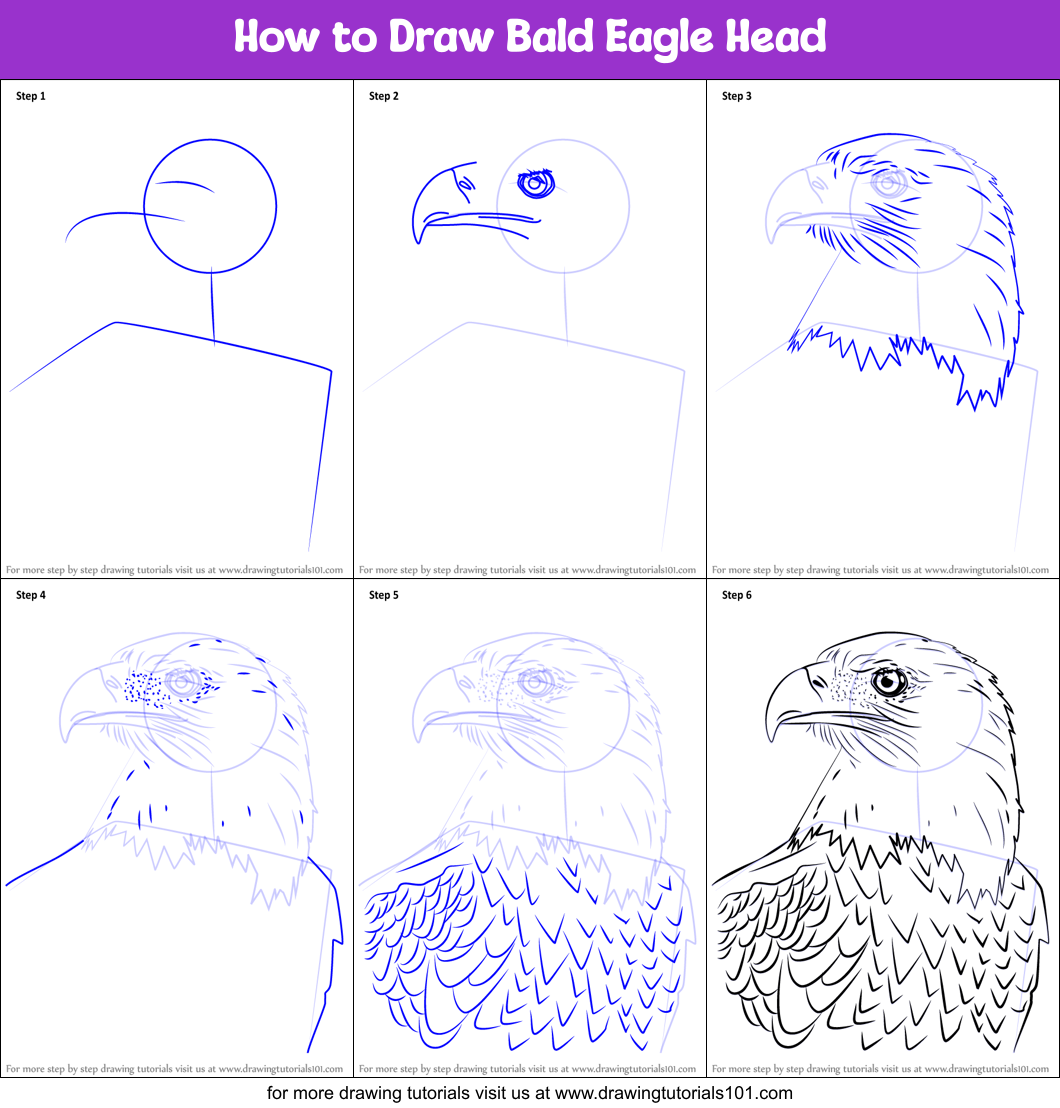 The Bald Eagle Drawing