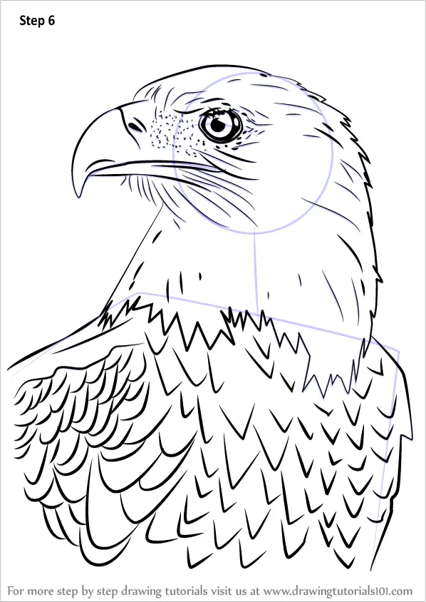 Learn How to Draw Bald Eagle Head (Bird of prey) Step by Step : Drawing