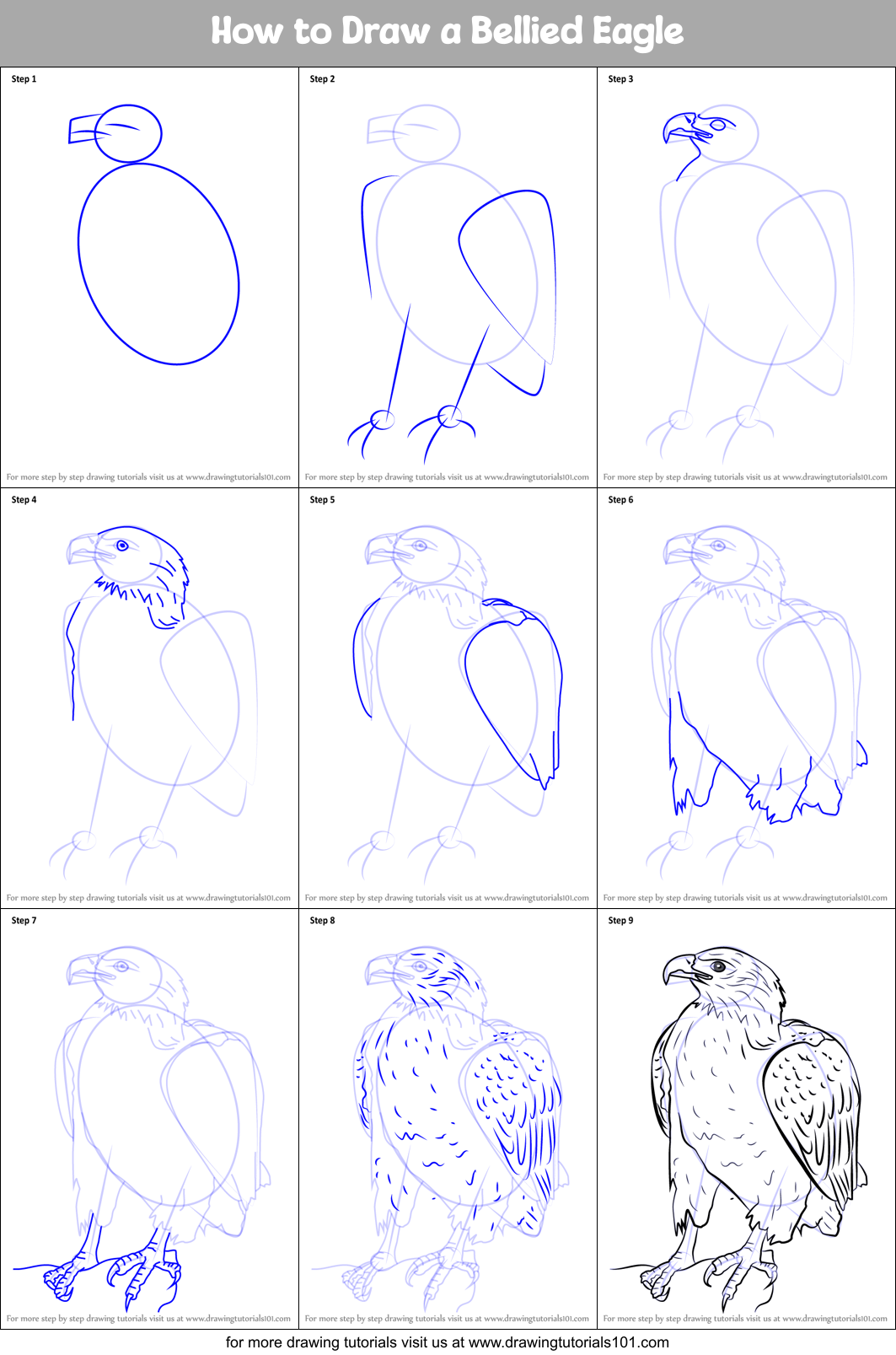 How to Draw a Bellied Eagle printable step by step drawing sheet
