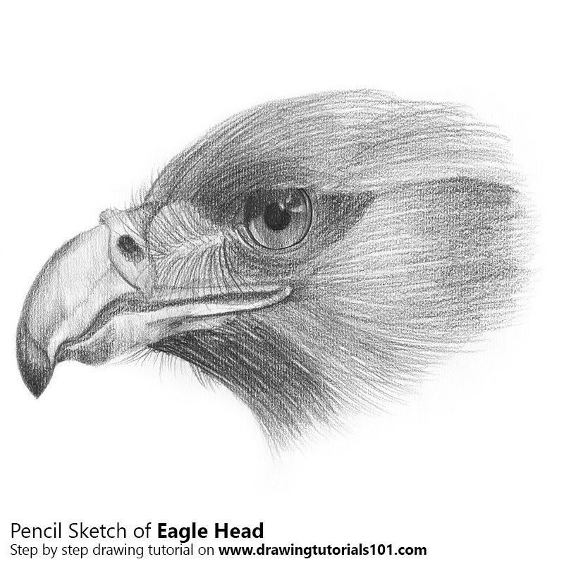 Eagle Head Pencil Drawing How To Sketch Eagle Head Using