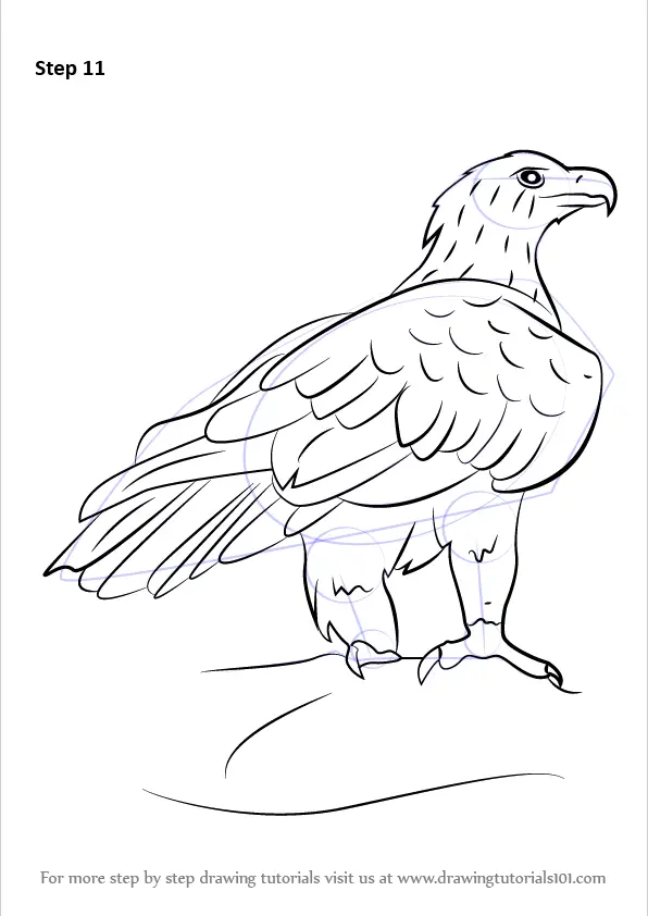 How To Draw An Eagle Bird  Eagle Bird Easy Drawing PNG Image  Transparent  PNG Free Download on SeekPNG