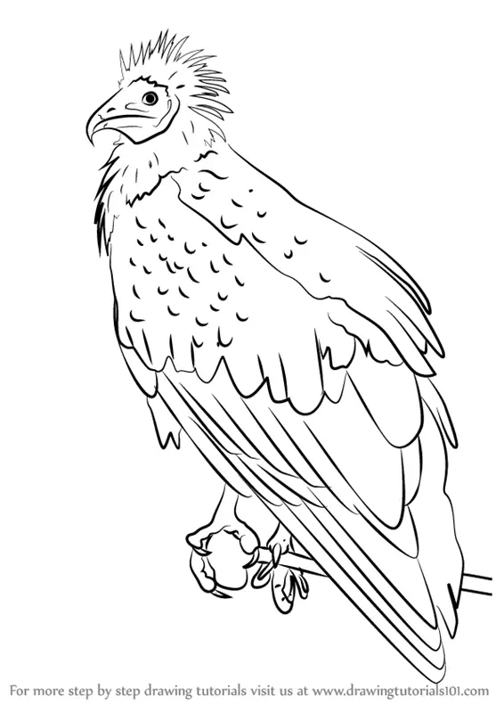 Vulture Coloring Page Outline Sketch Drawing Vector Vulture Drawing  Vulture Outline Vulture Sketch PNG and Vector with Transparent Background  for Free Download