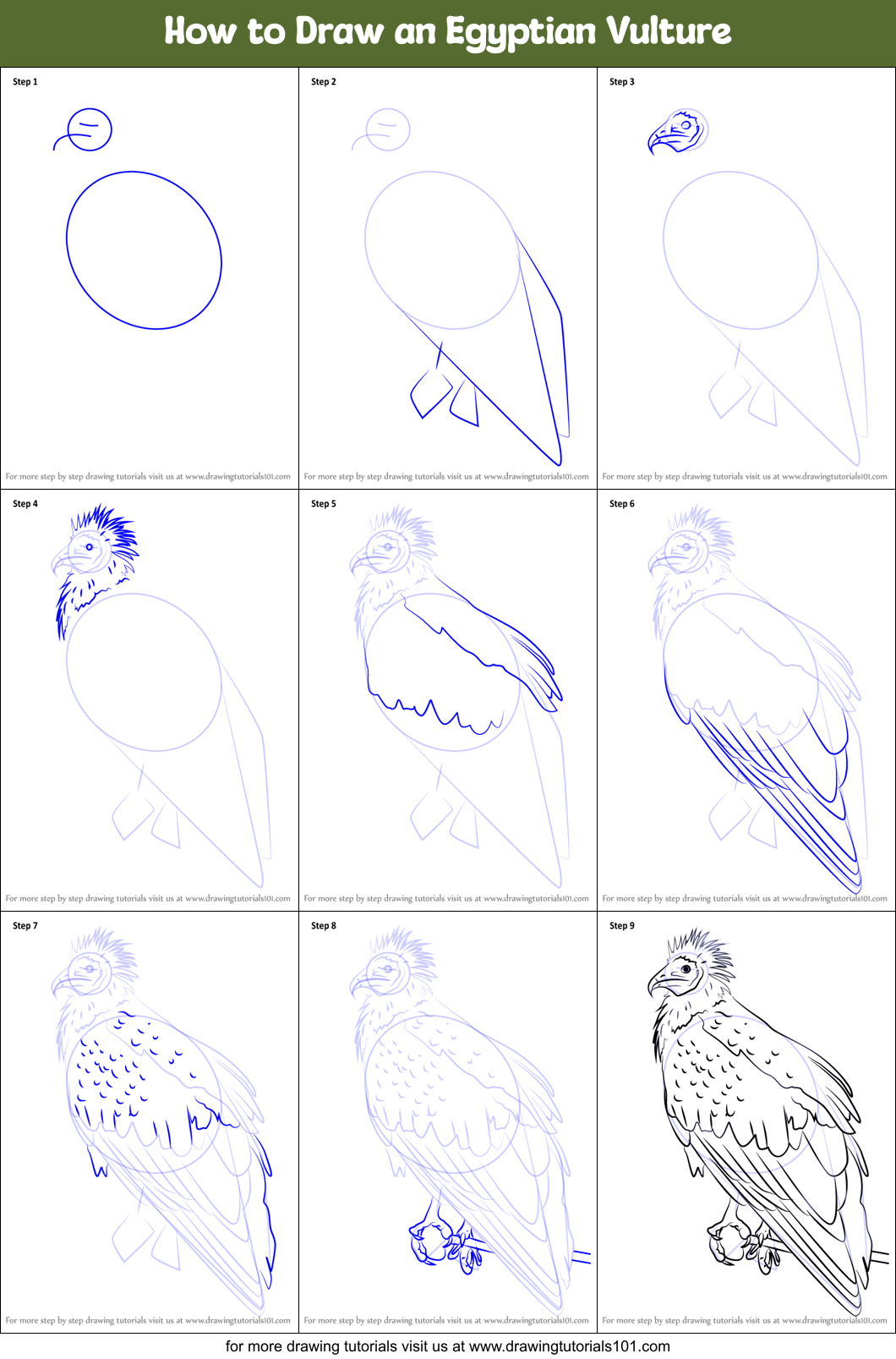 How to Draw an Egyptian Vulture Printable Step by Step