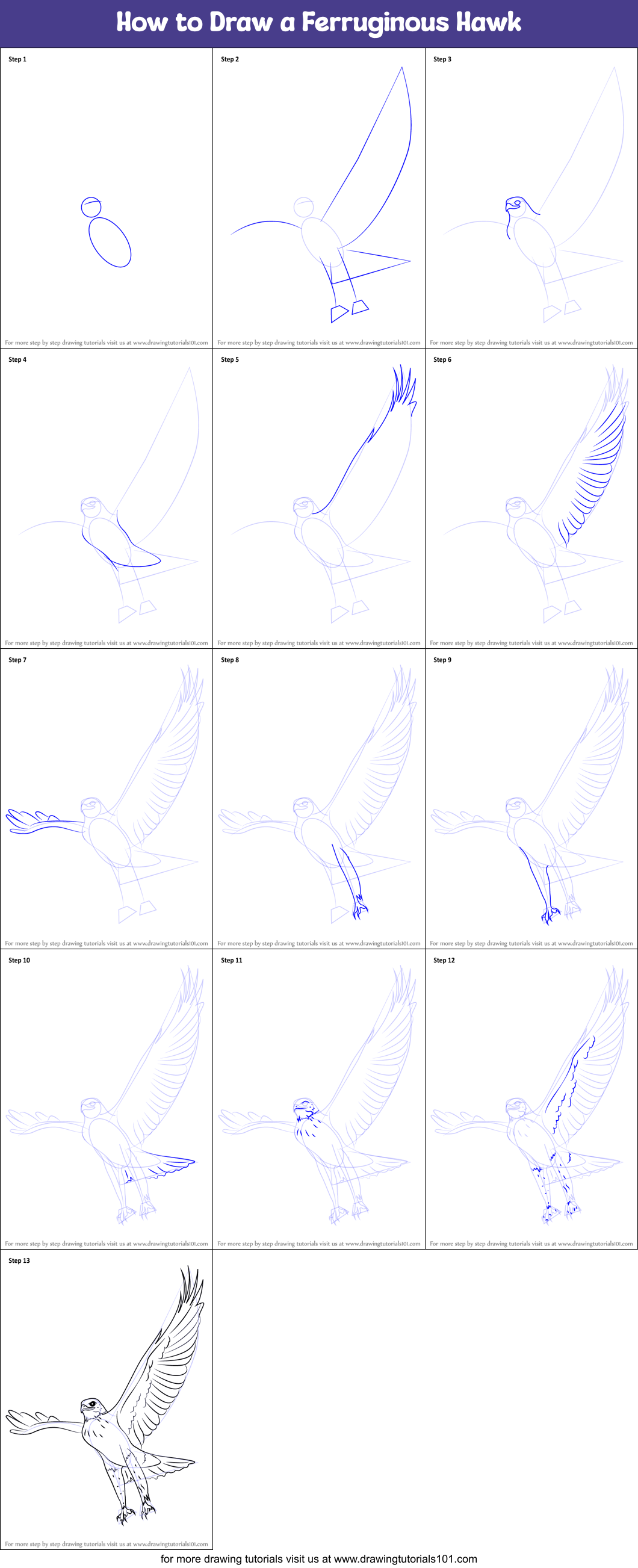 How to Draw a Ferruginous Hawk Printable Step by Step