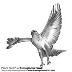How to Draw a Ferruginous Hawk