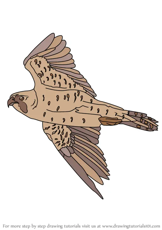Learn How to Draw Flying Peregrine Falcon (Bird of prey) Step by Step :  Drawing Tutorials