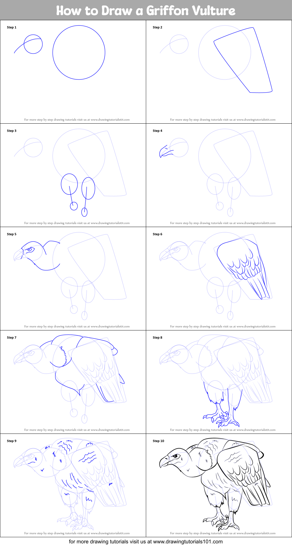 How to Draw a Griffon Vulture Printable Step by Step