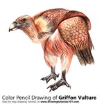 How to Draw a Griffon Vulture