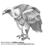How to Draw a Griffon Vulture