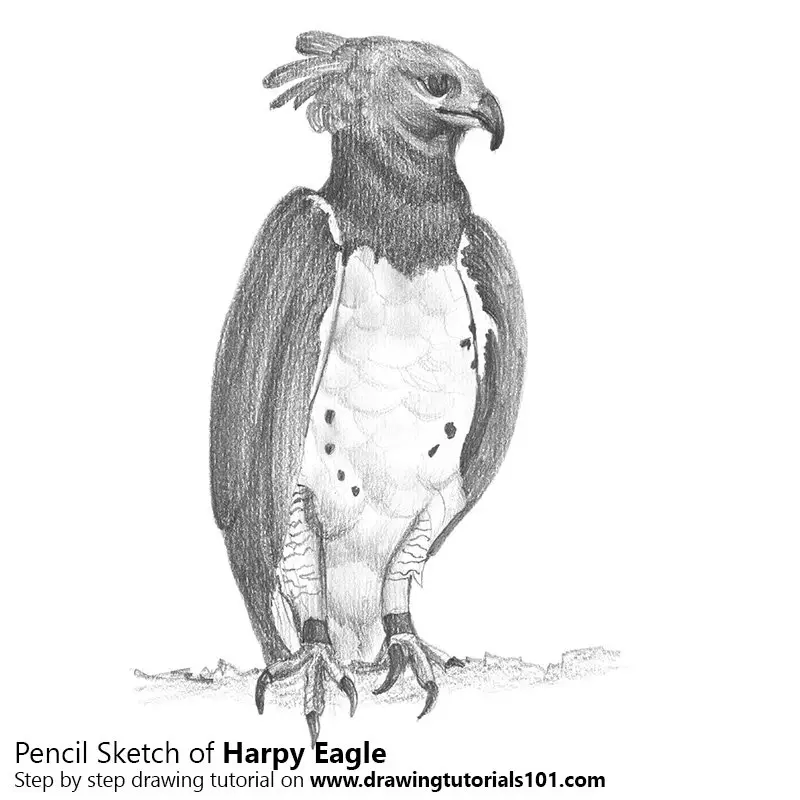 eagle harpy drawing sketch pencil drawingtutorials101 prey paintingvalley