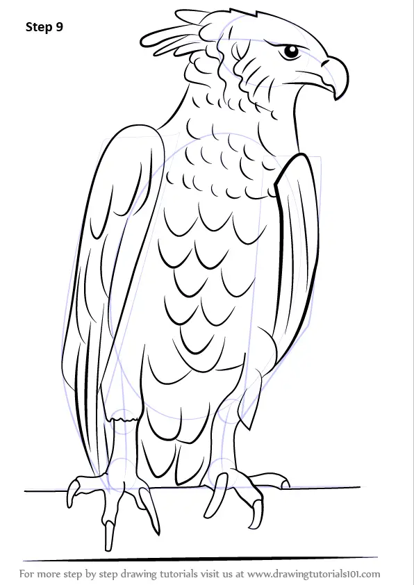Learn How to Draw a Harpy Eagle (Bird of prey) Step by Step : Drawing  Tutorials