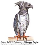 How to Draw a Harpy Eagle