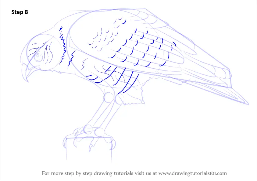 Step by Step How to Draw a Hawk : DrawingTutorials101.com