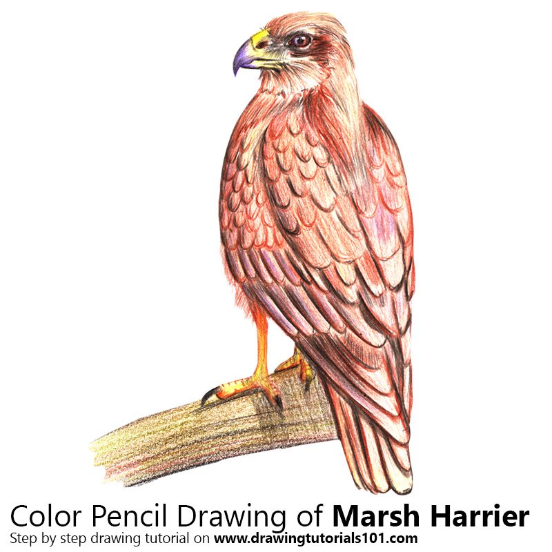 How to Draw a Marsh Harrier by Color Pencils