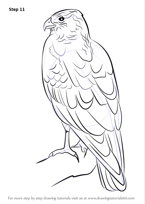 How to Draw a Marsh Harrier (Bird of prey) Step by Step ...