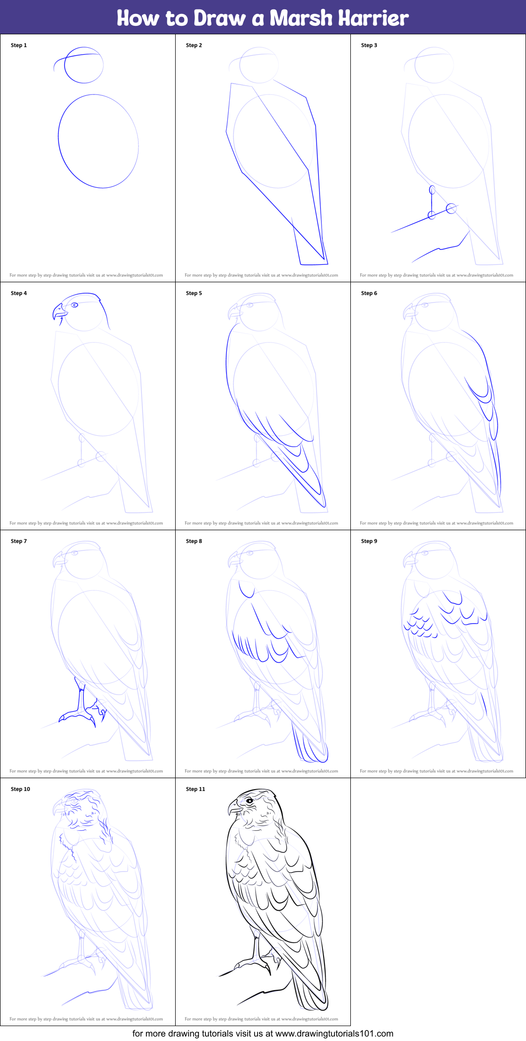 How to Draw a Marsh Harrier Printable Step by Step
