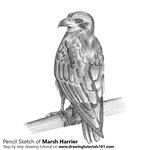 How to Draw a Marsh Harrier