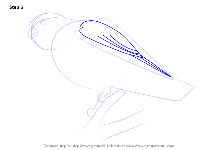 Step by Step How to Draw a Merlin : DrawingTutorials101.com