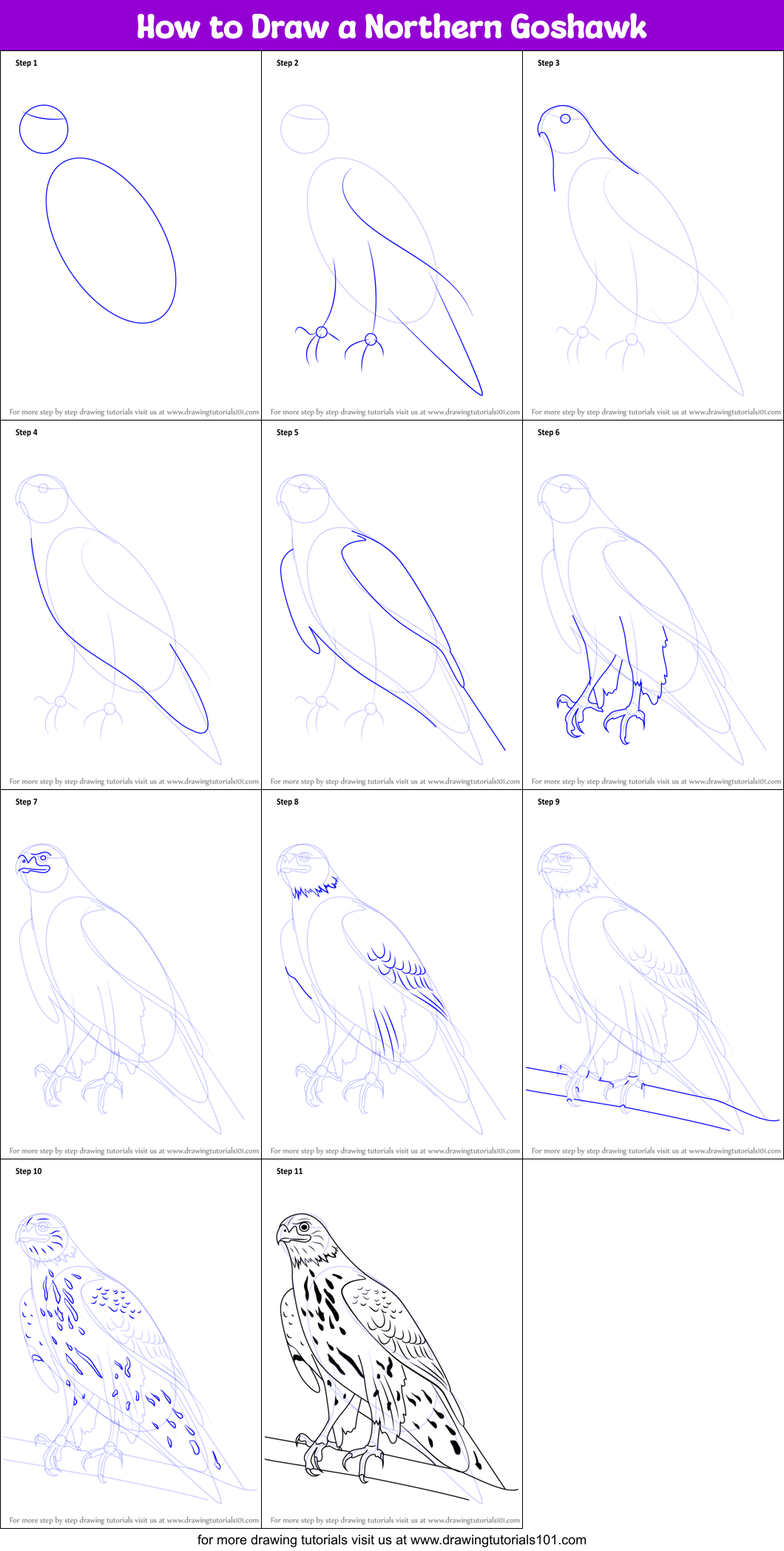 How to Draw a Northern Goshawk Printable Step by Step