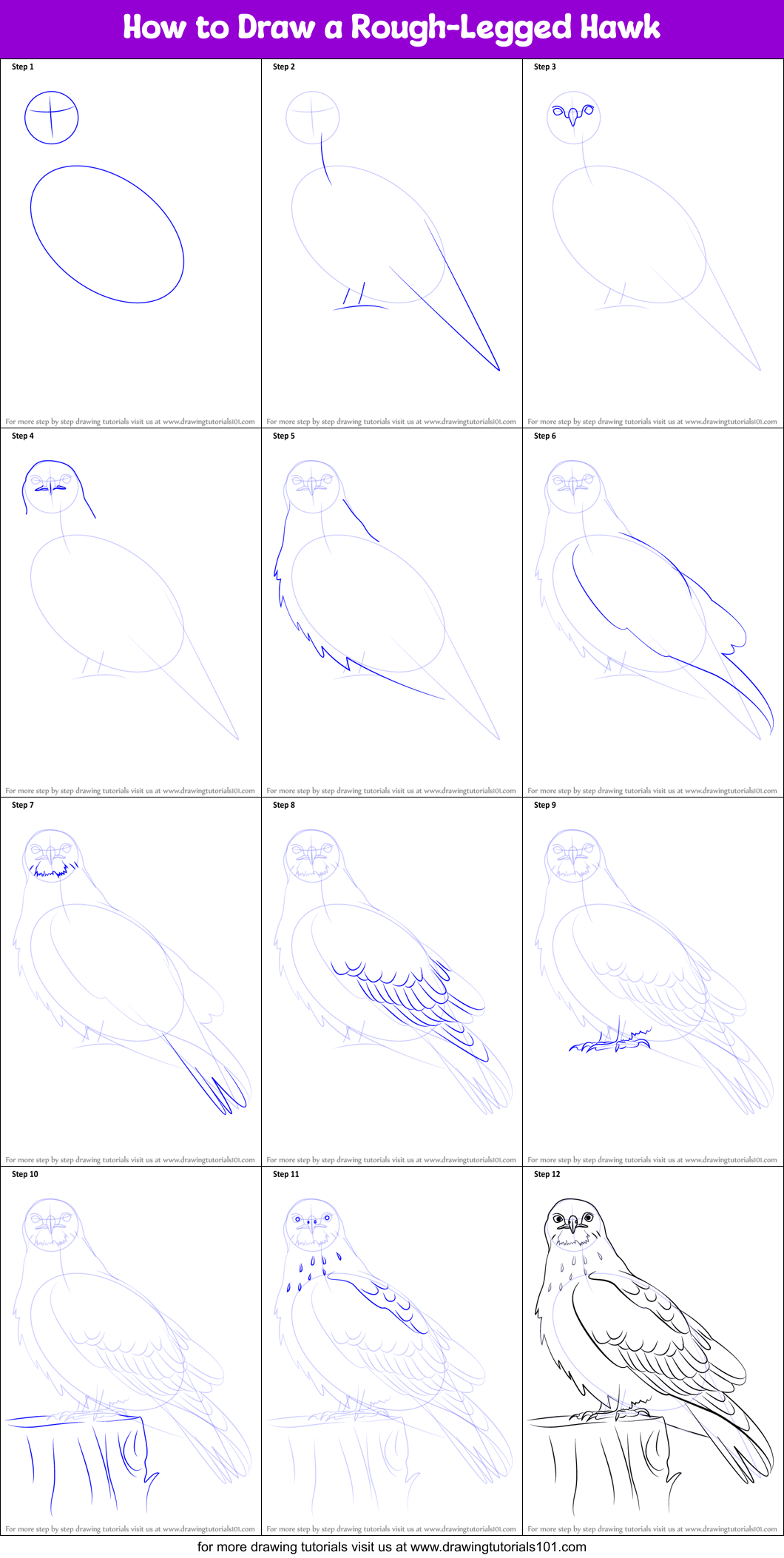 How to Draw a Rough-Legged Hawk Printable Step by Step