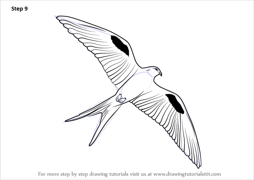 Learn How to Draw a Scissor-tailed kite (Bird of prey) Step by Step