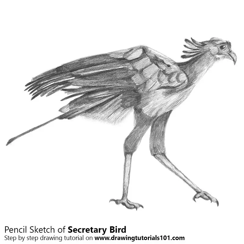 Download Secretary Bird Pencil Drawing - How to Sketch Secretary Bird using Pencils : DrawingTutorials101.com