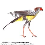 How to Draw a Secretary Bird
