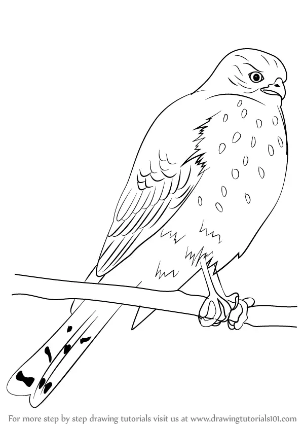 Learn How to Draw a Sharp-Shinned Hawk (Bird of prey) Step by Step