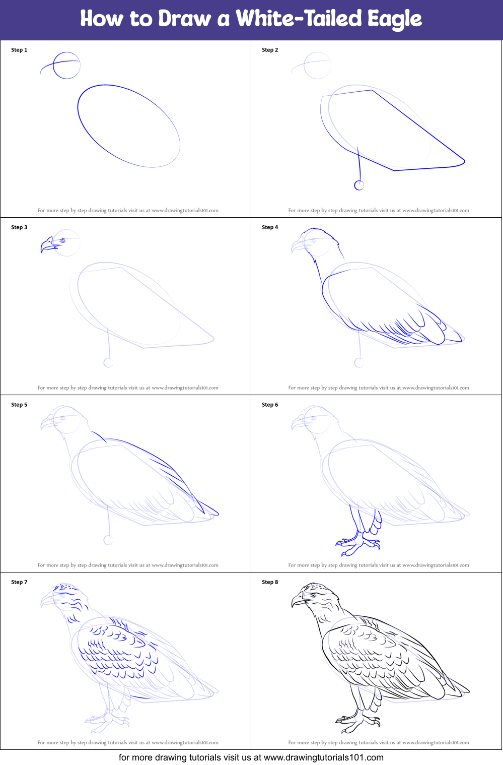 How to Draw a White-Tailed Eagle Printable Step by Step