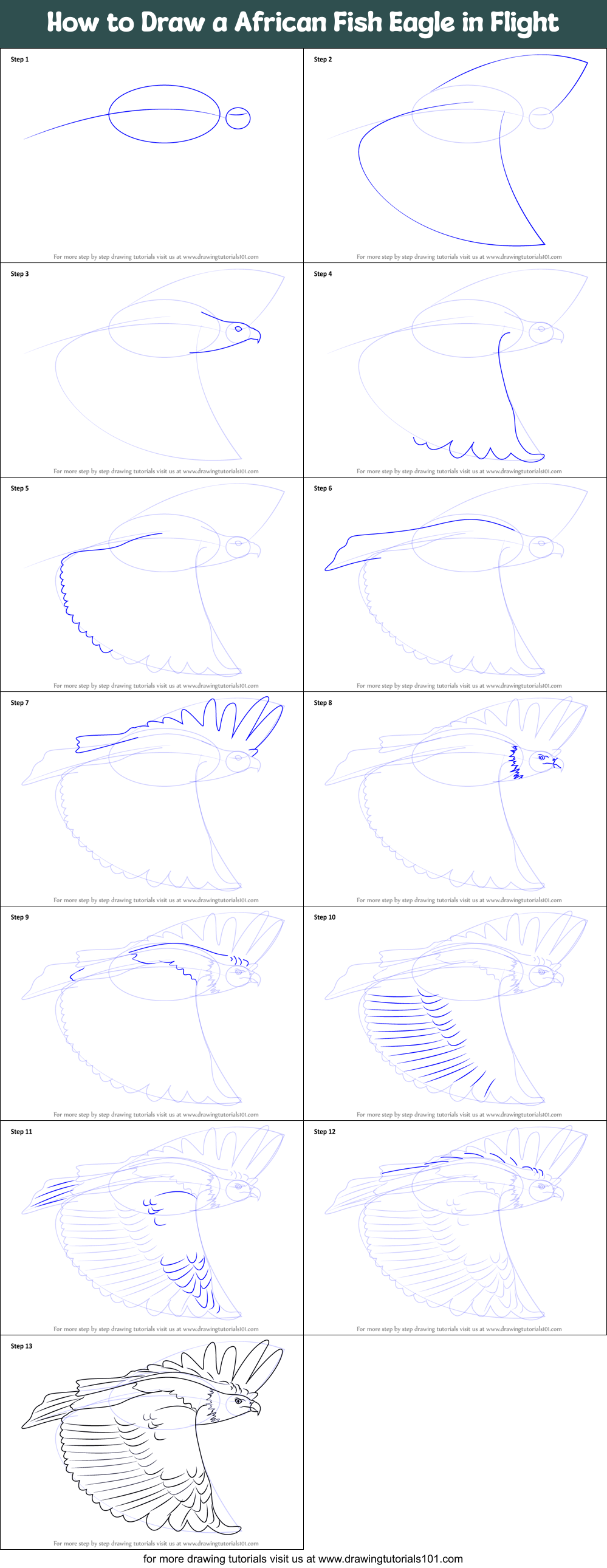 How to Draw a African Fish Eagle in Flight Printable Step by Step
