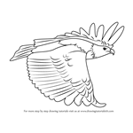 How to Draw a African Fish Eagle in Flight