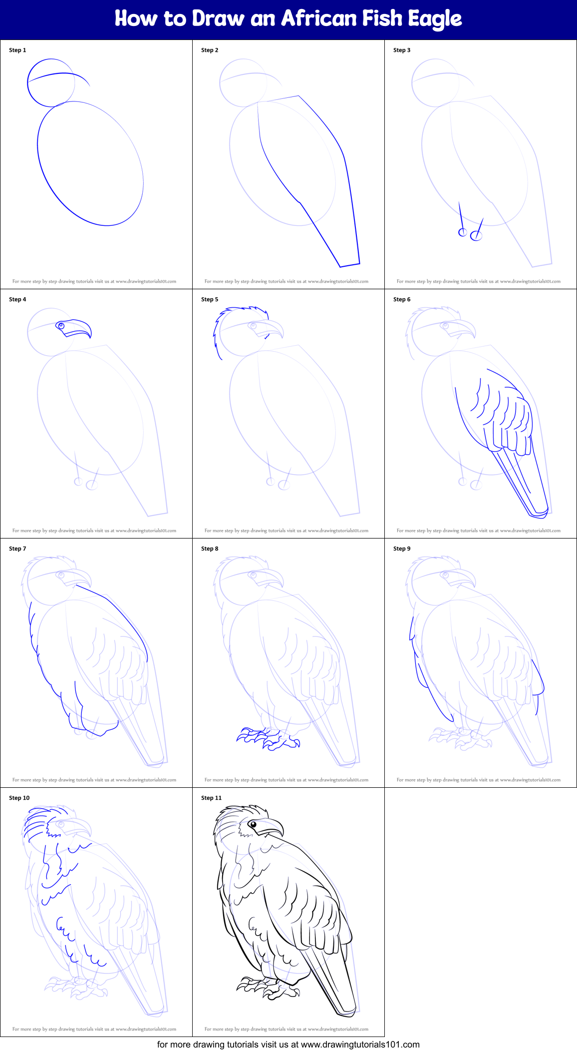 How to Draw an African Fish Eagle Printable Step by Step