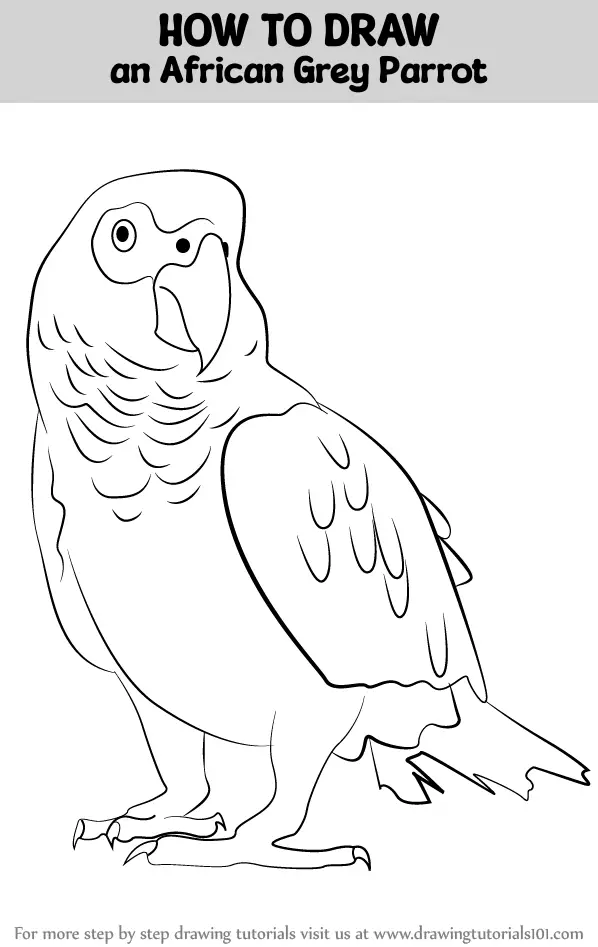 Parrot Drawing Coloring Page Outline Sketch Vector, Wing Drawing, Ring  Drawing, Parrot Drawing PNG and Vector with Transparent Background for Free  Download