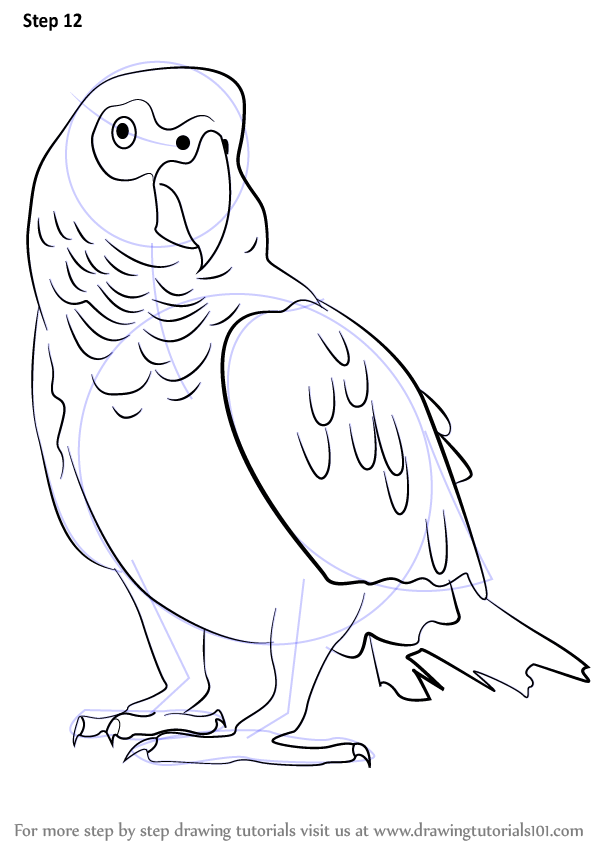 Parrot Drawing Outline