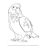 How to Draw an African Grey Parrot