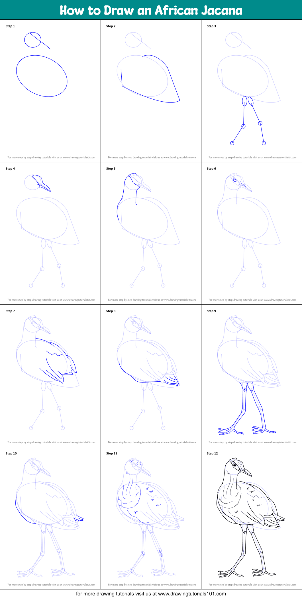 How to Draw an African Jacana Printable Step by Step