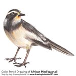 How to Draw an African pied wagtail