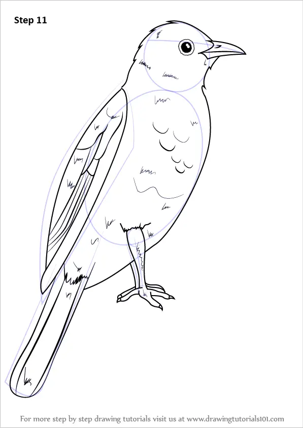 Drawing Kawaii Coloring Birds Page Illustration PNG Images | PNG Free  Download - Pikbest