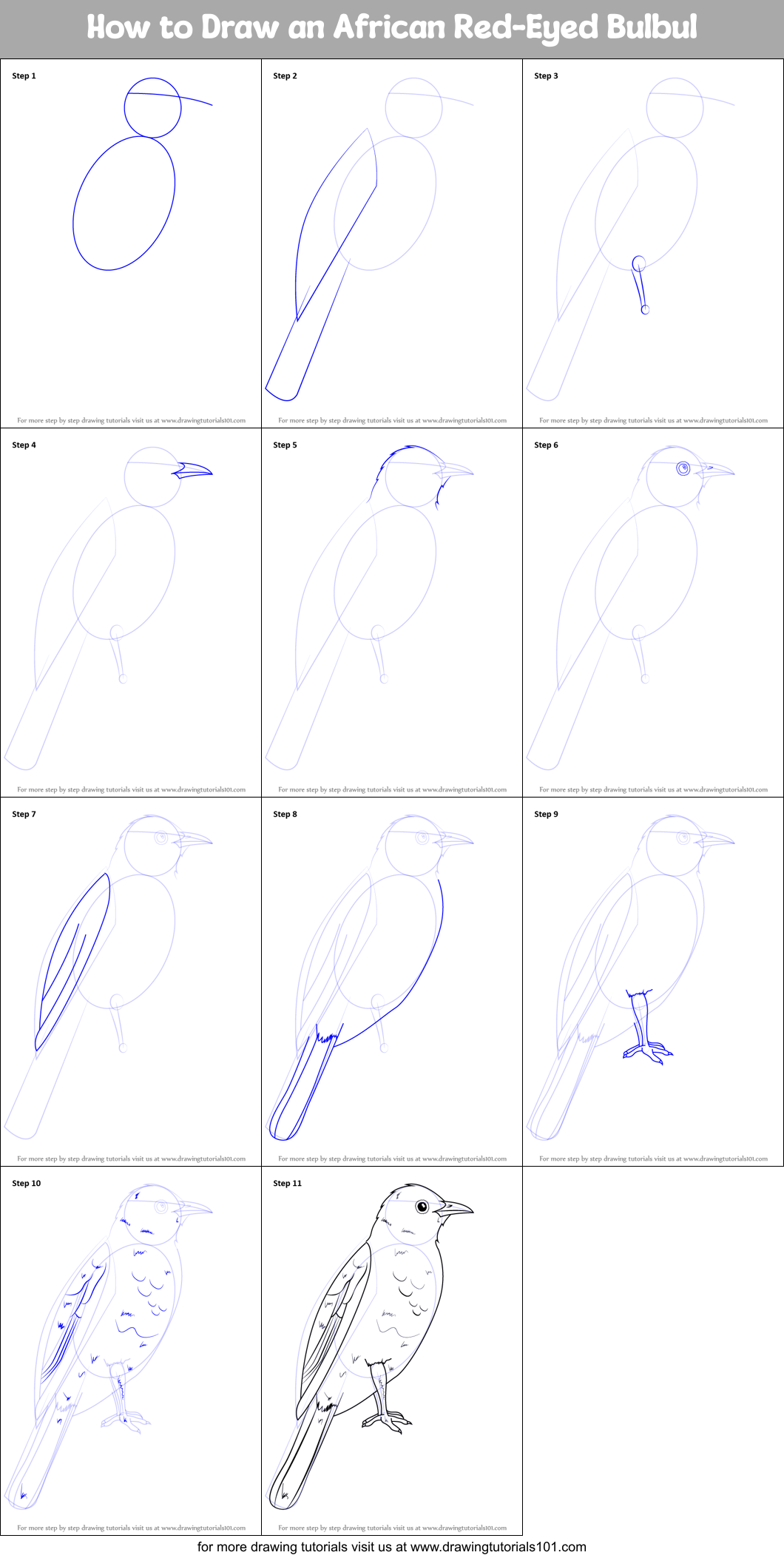 How to Draw an African Red-Eyed Bulbul Printable Step by Step
