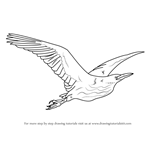 How to Draw an American Bittern in Flight